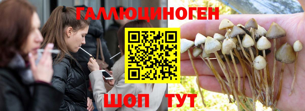 Псилоцибиновые грибы Cubensis Чебаркуль